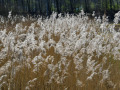 NIK_1846-2